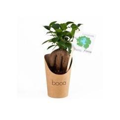 Pot en carton avec Ficus ginseng ou Olivier  cadeau-nouvel-an-maroc